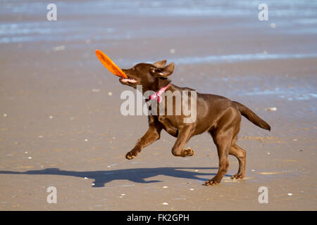 Nyasa, ein schokoladenbrauner junger Labrador, der die Sonne und den Strand genießt und einer orangen Frisbee jagt. Stockfoto