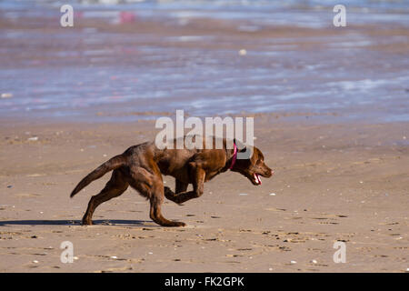 Nyasa, ein schokoladenbrauner junger Labrador, der die Sonne und den Strand genießt und einer orangen Frisbee jagt. Stockfoto