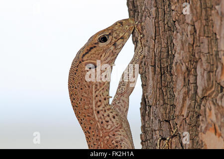 Nahaufnahme eines juvenilen Land-Monitors (Varanus Bengalensis), Klettern am Baum. Yala National Park, Sri Lanka Stockfoto