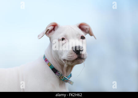 Amerikanischer Staffordshire-Terrier-Welpen-Porträt Stockfoto