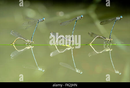 Drei blaue Featherleg Damselfly (Platycnemis Pennipes), Eier, während im Tandem, Schweiz Stockfoto