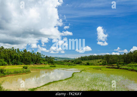 Reis-Feld-Landschaft im zentralen Madagaskar Stockfoto