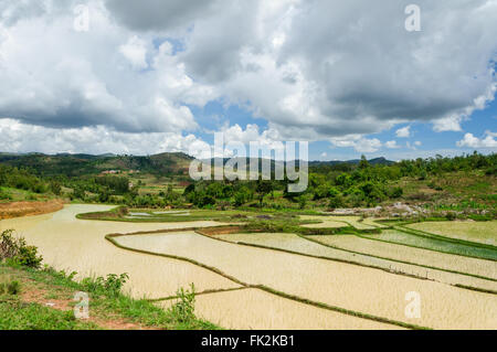 Reis-Feld-Landschaft im zentralen Madagaskar Stockfoto