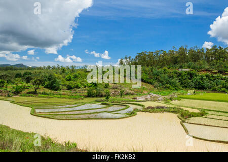 Reis-Feld-Landschaft im zentralen Madagaskar Stockfoto