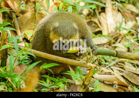 Hapalemur Aureus: Ein goldener Bambus Lemur von Bambus ernähren Stockfoto