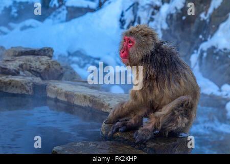 Ein Schnee-Affe am Jigokudani Sprudel, Japan. Stockfoto