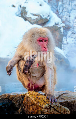 Ein Schnee-Affe am Jigokudani Sprudel, Japan. Stockfoto