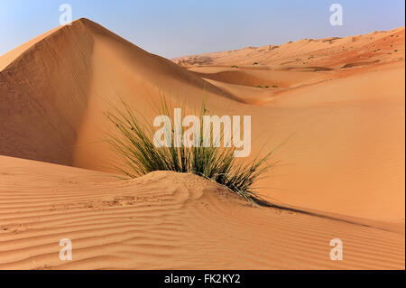 Dünen in Sharqiya Sand, Wüste des Oman Stockfoto