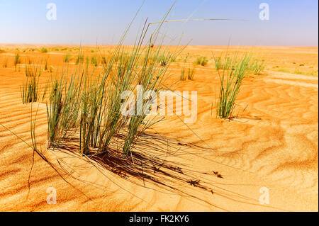 Dünen in Sharqiya Sand, Wüste des Oman Stockfoto