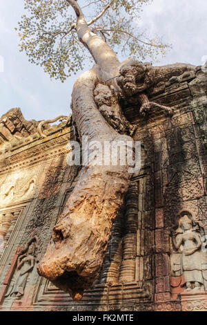 Baum wächst über Steinmauer, Tempel von Angor, Kambodscha - überwucherten Tempelwand Stockfoto