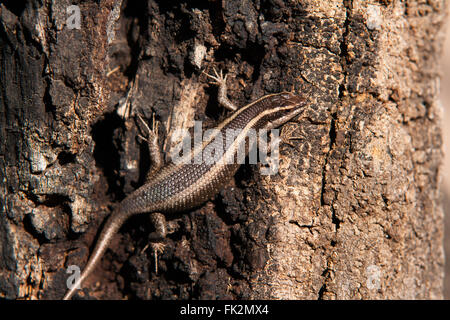 Ein gestreiftes Skink, basierend auf einem Baumstamm in Südafrika Stockfoto