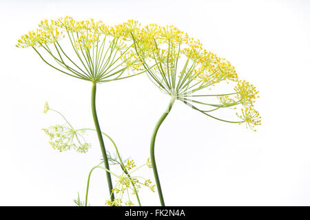 Frische blühende Dill, Anethum Graveolens, auf weißem Hintergrund Stockfoto