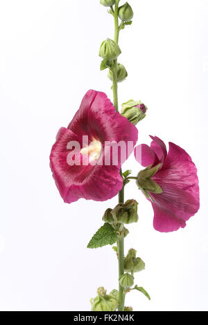 Frische Stockrose mit lila Blüten auf weißem Hintergrund Stockfoto