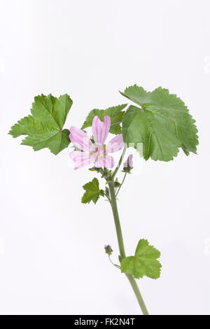 Frische Malva Sylvestris mit lila Blume auf weißem Hintergrund Stockfoto