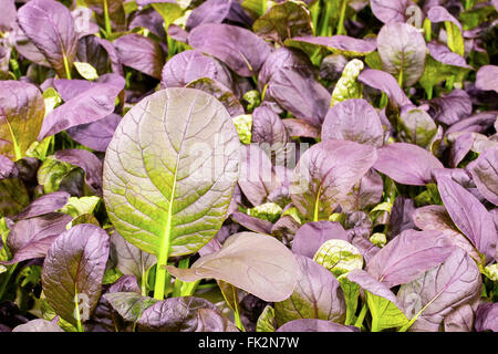 Bio rote Romaine in einem Gewächshaus in Nahaufnahme Stockfoto