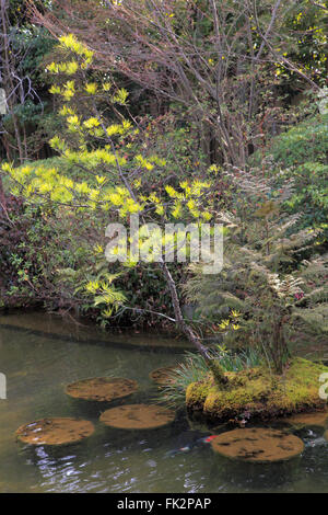 Japan, Kyoto, Taizo-in Tempel, Garten, Stockfoto