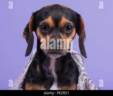 Beagle Mops Welpe Hund mit lila Hintergrund Stockfoto