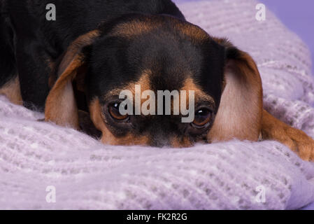 Hündchen in spähen in Decke Stockfoto