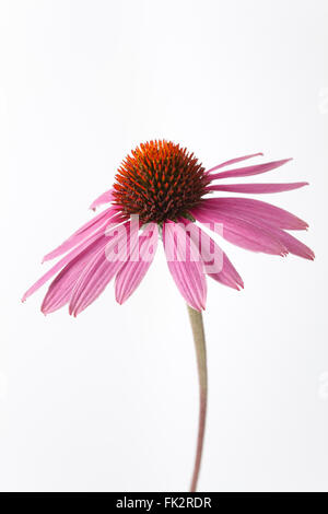 Einzigen frischen Lila Echinacea Blume auf weißem Hintergrund Stockfoto