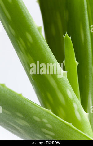 Stücke von Aloe Vera auf weißem Hintergrund Stockfoto