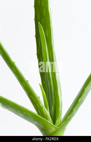 Frische Aloe Vera Blätter auf weißem Hintergrund Stockfoto