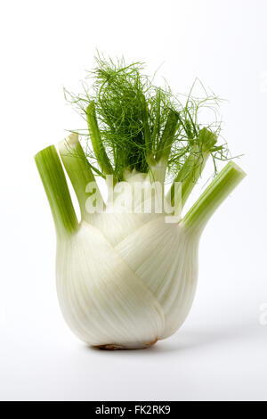 Frisches rohes Fenchel Birne auf weißem Hintergrund Stockfoto