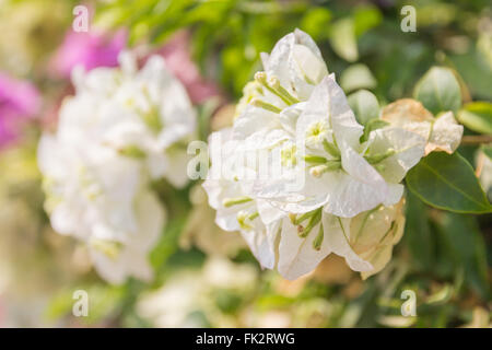 Blumen schön Magenta Bougainvillea (Bougainvillea Glabra Choisy), soft-Fokus Stockfoto