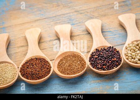 Gluten freie Körner (Amarant, Kaniwa, Teff, schwarze Quinoa, Hirse) auf Holzlöffel Stockfoto