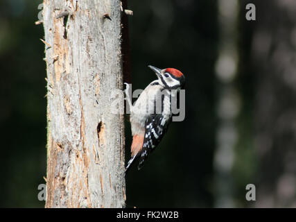 Buntspecht (Dendrocopos großen) auf Baumstamm in Ostfinnland Stockfoto