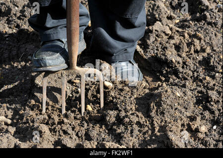 Gärtner, die Vorbereitung des Bodens durch das Graben über mit einem Garten Gabel. Stockfoto