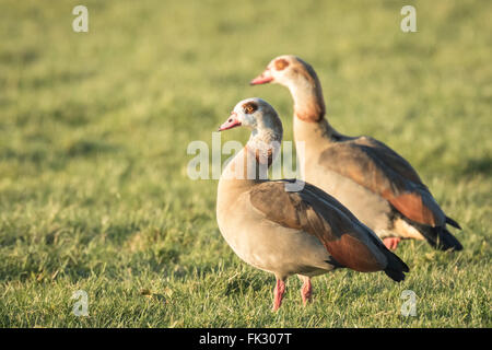 Ägyptische Gänse (Alopochen Aegyptiacus) auf einer Wiese. Sie sind heimisch in Afrika südlich der Sahara und das Niltal Stockfoto