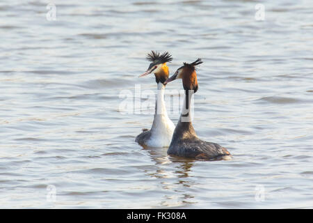 Zwei große crested Haubentaucher Podiceps Cristatus Paarung im Frühling Stockfoto