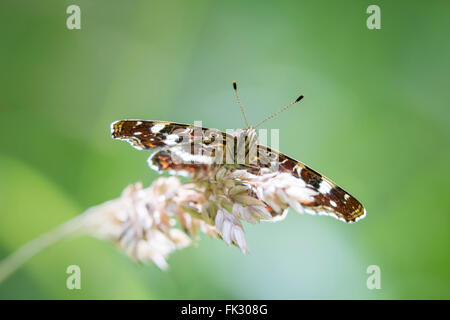 Nahaufnahme von der Karte Schmetterling (Araschnia Levana) im Sommer-Outfit, Vorderansicht. Stockfoto