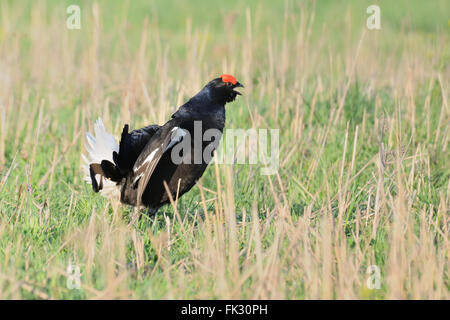 Balz Anzeige der männlichen Birkhuhn (at Tetrix) am frühen Morgen. Moscow Region, Russland Stockfoto