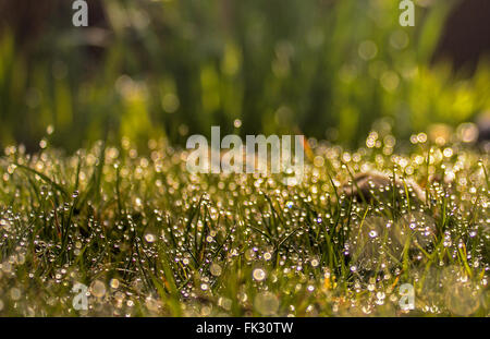Tautropfen auf Rasen Stockfoto