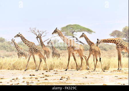 Gruppe von Giraffen, Giraffa Giraffe in Amboseli Stockfoto