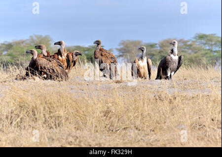 Montage der Gänsegeier, teilen ihre Mahlzeit Stockfoto