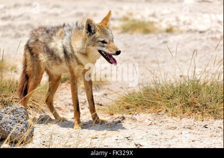 Goldschakal Canis Aureus im Nationalpark Amboseli Stockfoto