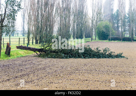 Detail der gefällte Baum Stockfoto