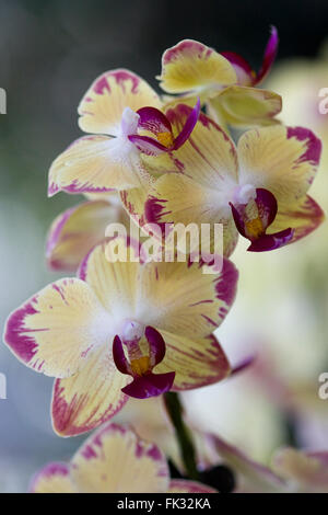 Phalaenopsis Sorte. Motte Orchidee Blume, blass gelb und rosa Blüten Stockfoto