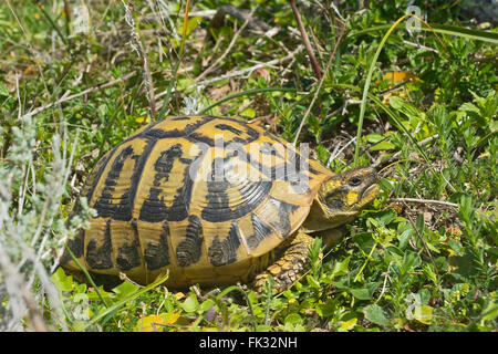 Hermanns Schildkröte (Testudo Hermanni), Argentiera, Sardinien, Italien Stockfoto