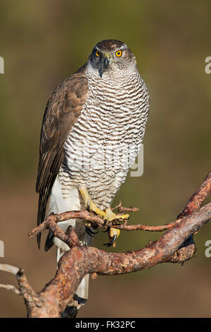 Nördlichen Habicht (Accipiter Gentilis) auf Ast, Tirol, Österreich Stockfoto