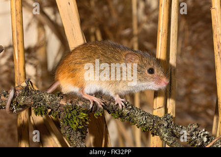 Eurasische Zwergmaus (Micromys Minutus), Tirol, Österreich Stockfoto