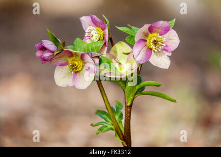 Fastenrose, Hellebore, Helleborus Weihnachtsrose Hellebores Stockfoto