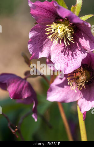 Fastenrose, Helleborus Weihnachtsrose Blume Hellebores Winter, Blüte, Pflanze Hellebores Stockfoto