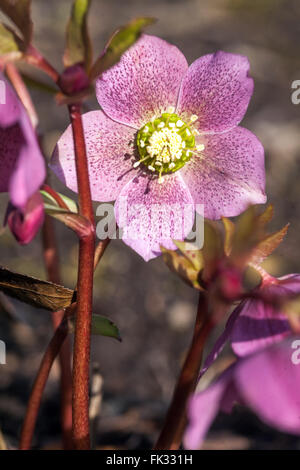 Fastenrose, Hellebore Winter Helleborus Hellebores Stockfoto