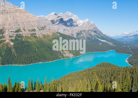 Türkis Gletscher Peyto Lake, Banff Nationalpark, Kanadische Rockies, Provinz Alberta, Kanada Stockfoto