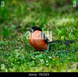 Der Gimpel / gemeinsame Gimpel / eurasischen Gimpel (Pyrrhula Pyrrhula) ein kleiner Botaniker Vogel in der Fink-Familie Fringillidae Stockfoto