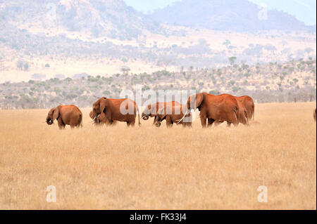 Gruppe von Elefanten, Loxodonta Africana in der gelben Grases des Tsavo East National Park Stockfoto