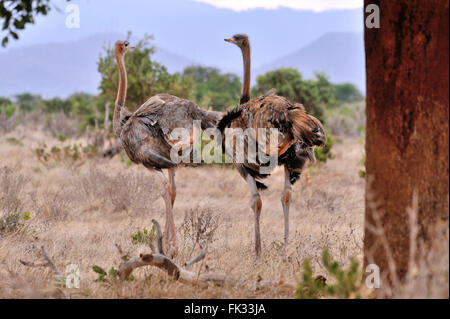 Junge afrikanische Strauß Struthio camelus Stockfoto